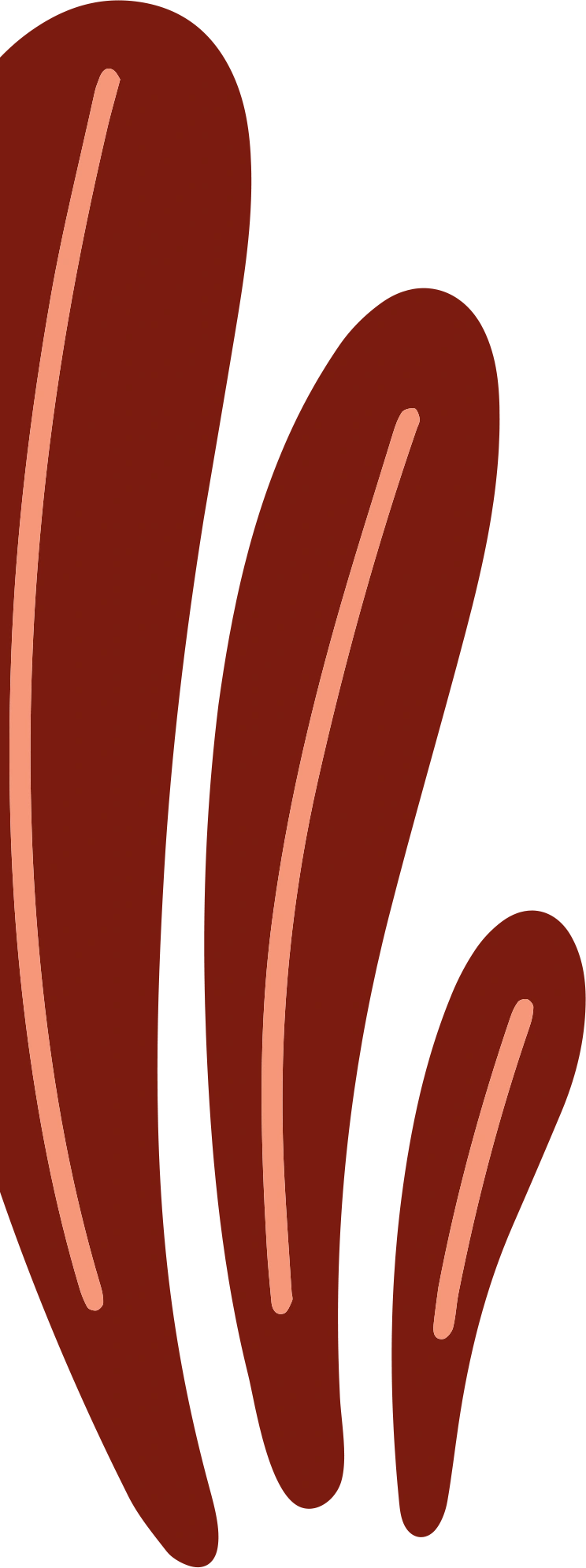 Cacto